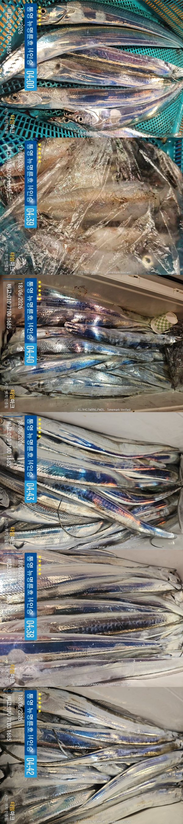 6-18갈치한치2.jpg