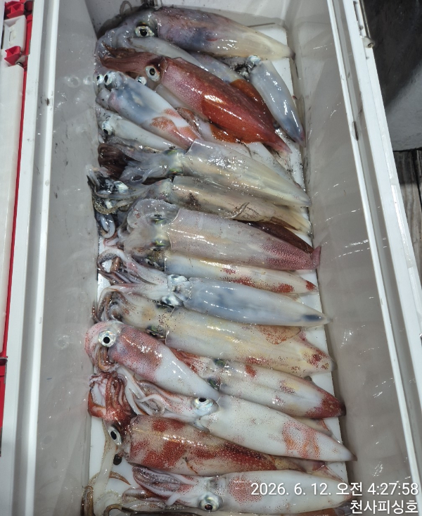 1004피싱_사진_20260612_4.jpg