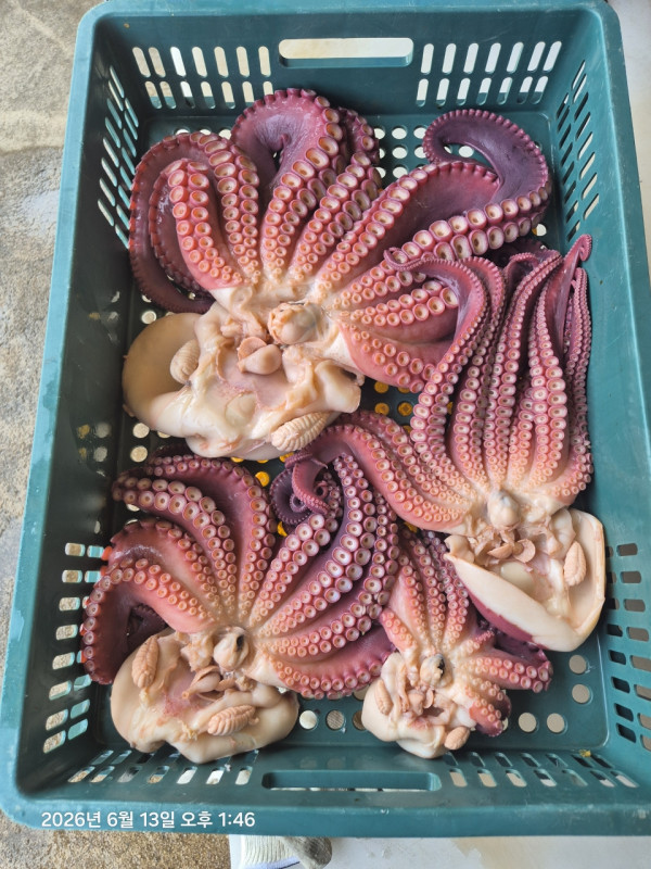 공현진낚시마트(돌핀호)_사진_20260613_9.jpeg