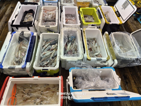 신아라호 한치 칼치 오징어_사진_20260628_15.jpg