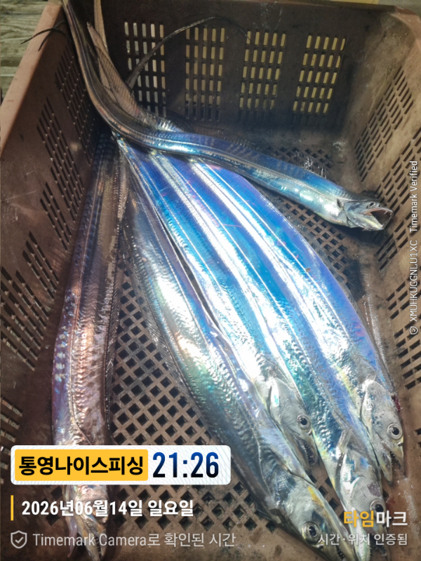 2026-06-14 21.26.21__(제목-통영나이스피싱).jpg