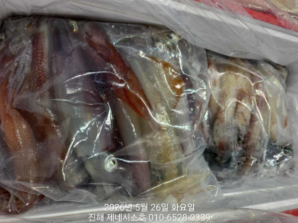 제네시스호(문어,진해문어,두족류)_사진_20260526_9.jpg