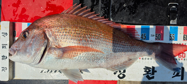 43153.jpg
