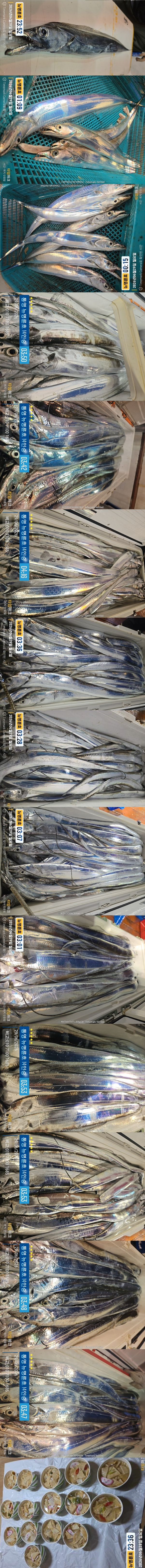 6-29갈치한치2.jpg