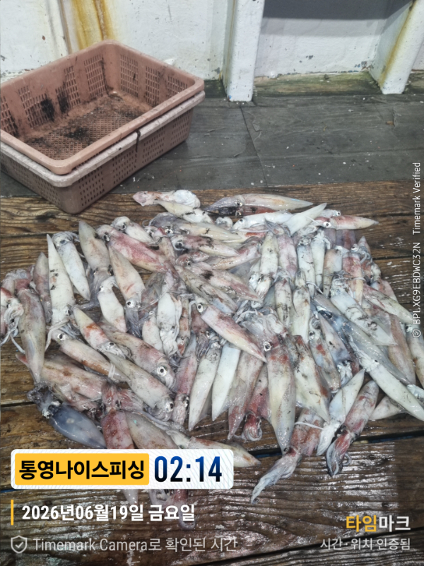 2026-06-19 02.14.09__(제목-통영나이스피싱).jpg