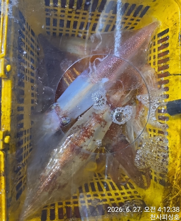 1004피싱_사진_20260627_1.jpg