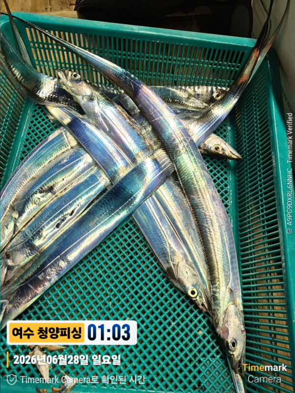 2026-06-28 01.03.07__(제목-여수 청양피싱).jpg