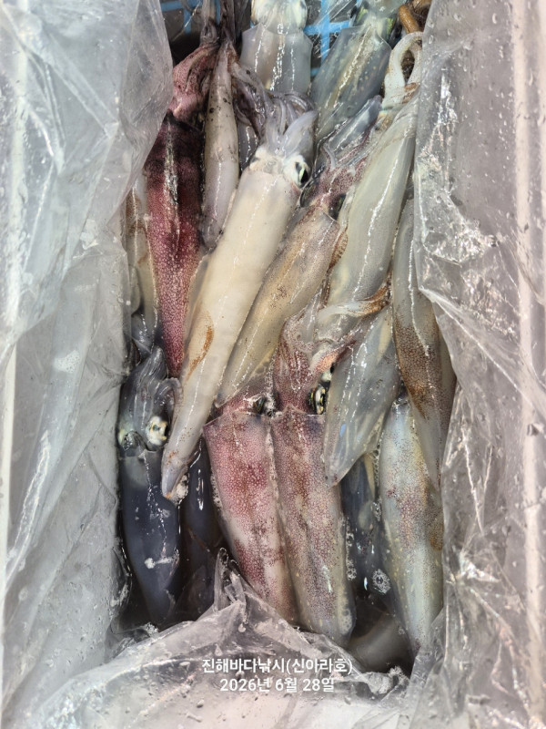 신아라호 한치 칼치 오징어_사진_20260628_20.jpg