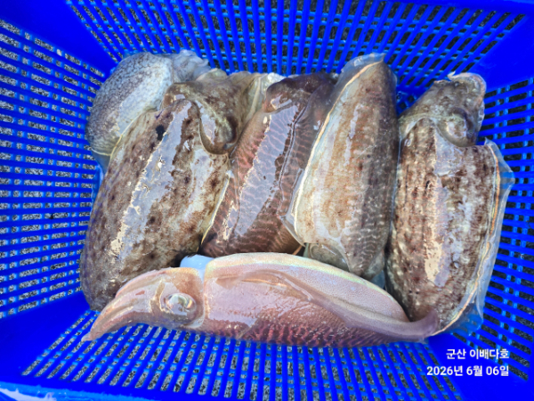 새만금낚시클럽_사진_20260606_4.jpg