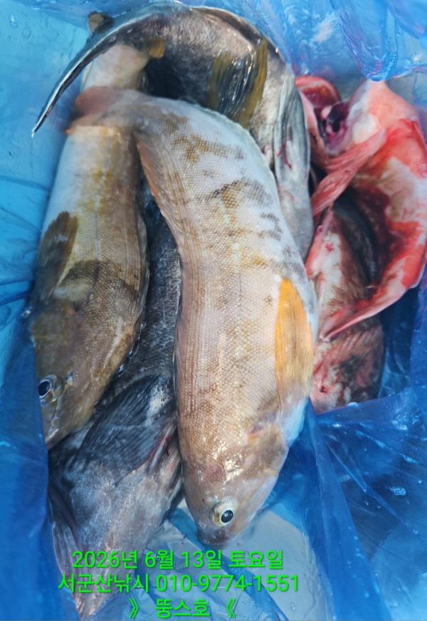 군산 선상낚시, 바다낚시 출조 전문 ☆서군산낚시☆_사진_20260613_15.jpg