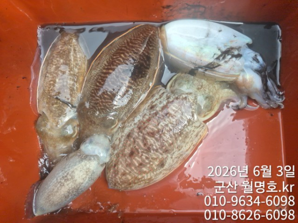 8190.jpg