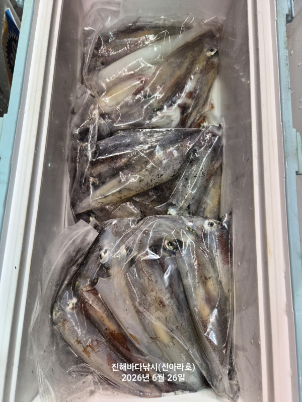 신아라호 한치 칼치 오징어_사진_20260626_21.jpg