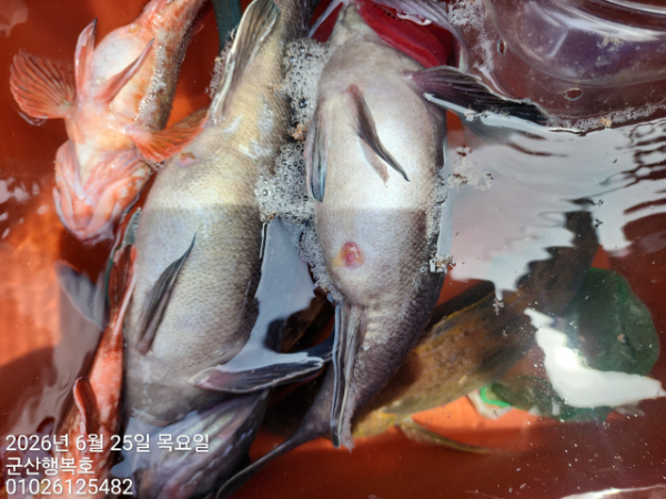 군산행복호_사진_20260625_11.jpg