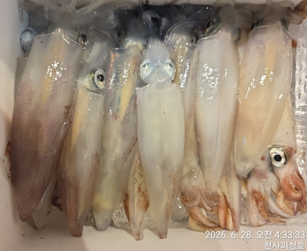 1004피싱_사진_20260628_7.jpg