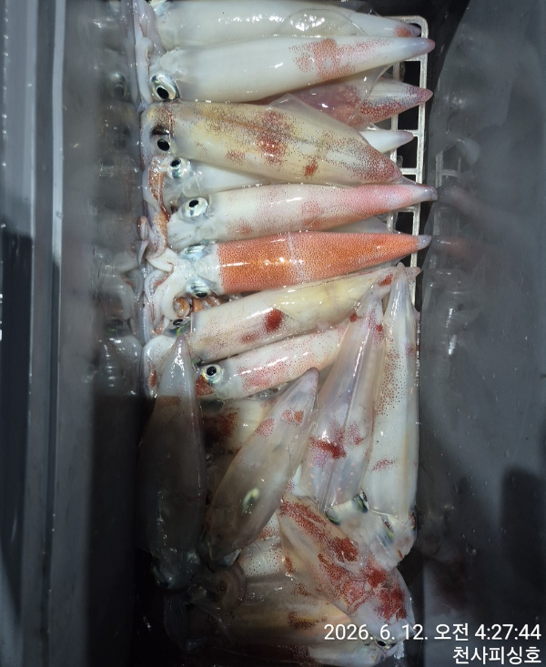 1004피싱_사진_20260612_3.jpg