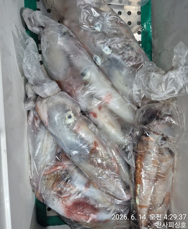 1004피싱_사진_20260614_13.jpg