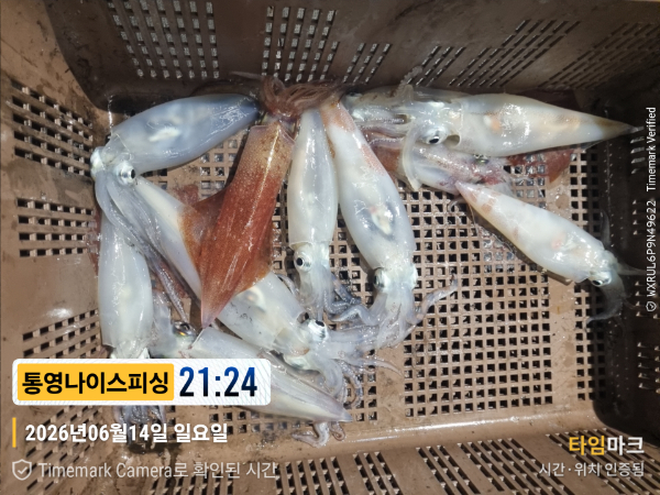 2026-06-14 21.24.27__(제목-통영나이스피싱).jpg