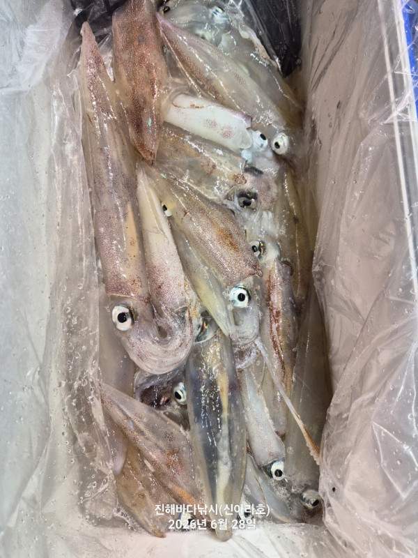 신아라호 한치 칼치 오징어_사진_20260628_17.jpg