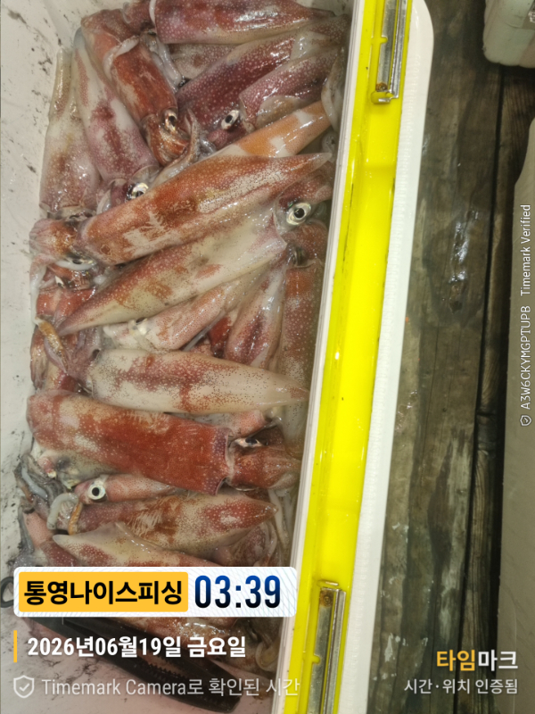 2026-06-19 03.39.09__(제목-통영나이스피싱).jpg