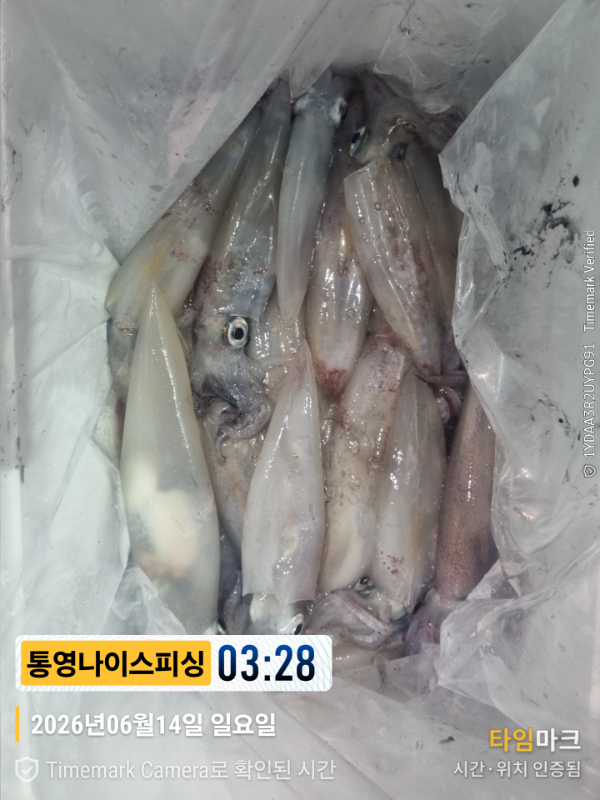 2026-06-14 03.28.31__(제목-통영나이스피싱).jpg