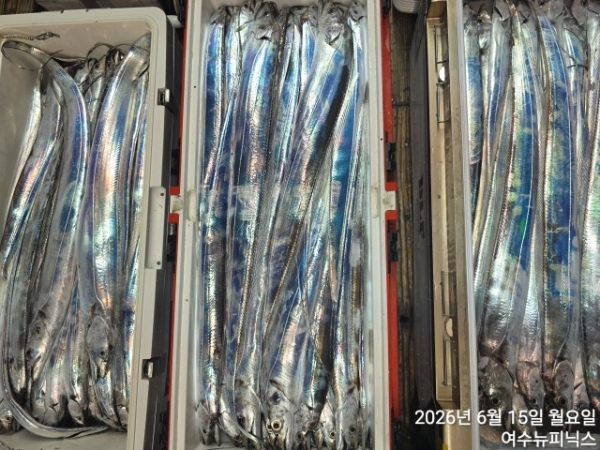 6월15일갈치한치 (49).jpg
