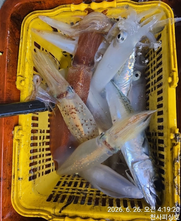 1004피싱_사진_20260627_2.jpg