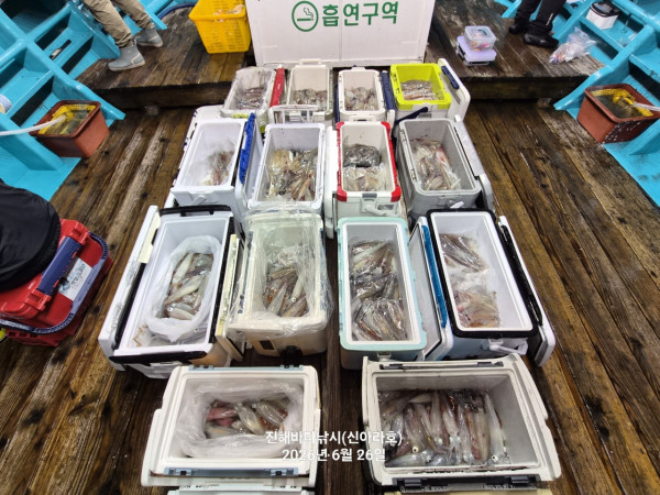 신아라호 한치 칼치 오징어_사진_20260626_14.jpg