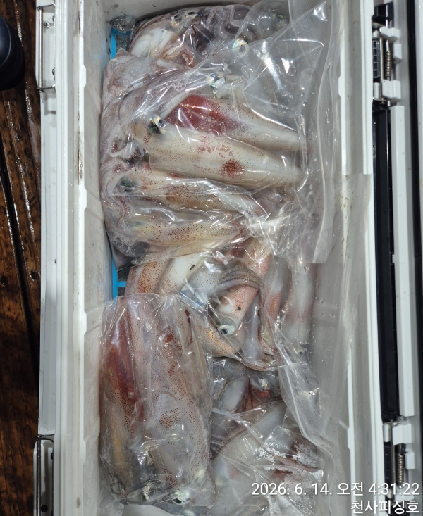 1004피싱_사진_20260614_7.jpg
