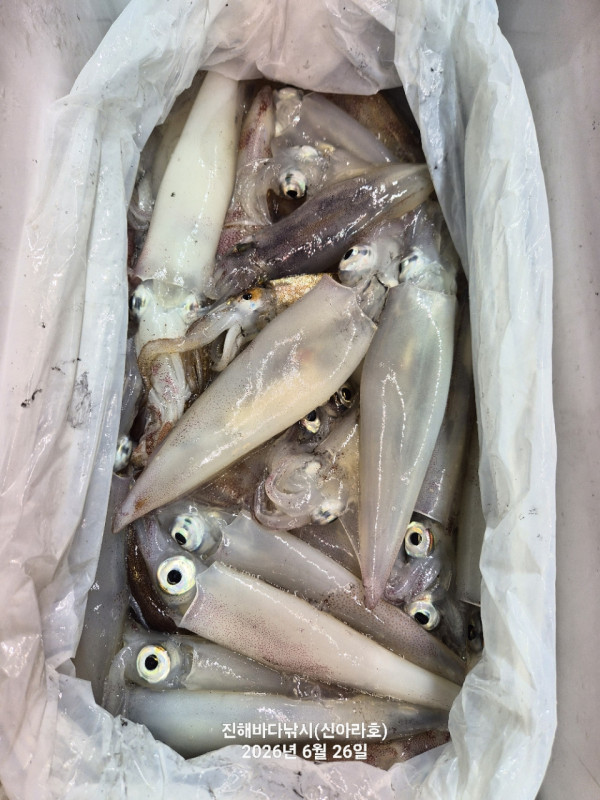 신아라호 한치 칼치 오징어_사진_20260626_22.jpg