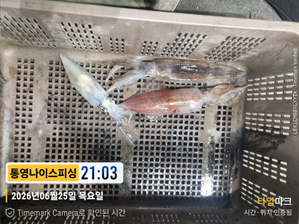 2026-06-25 21.03.43__(제목-통영나이스피싱).jpg