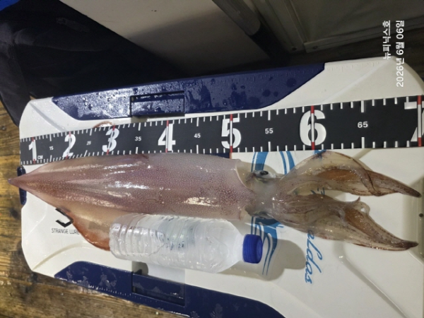 2406얼7일한치 (1).jpg
