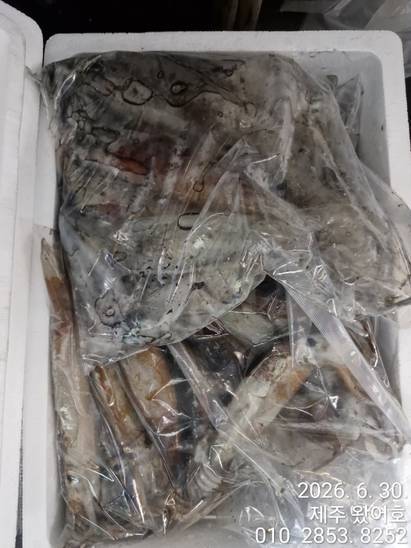 제주왔어호_사진_20260630_2.jpg