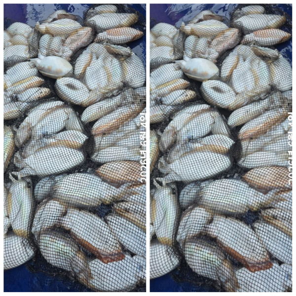 PhotoCollage_1780554938719.jpg