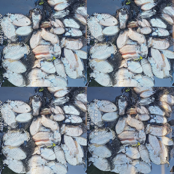 GridArt_20260626_163832211.jpg