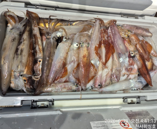 1004피싱_사진_20260613_4.jpg