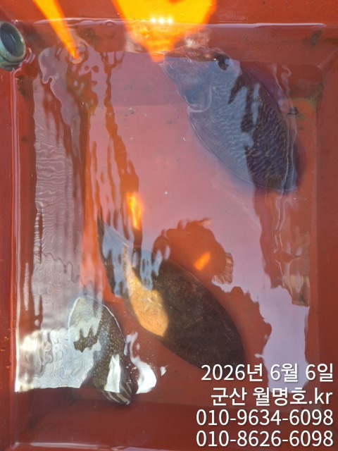 8621.jpg
