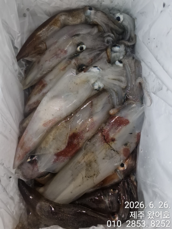 제주왔어호_사진_20260626_4.jpg