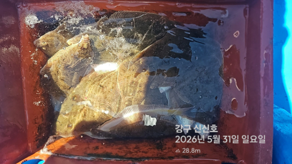 신신낚시 강구점 신신호_사진_20260531_10.jpg