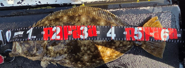 17808.jpg
