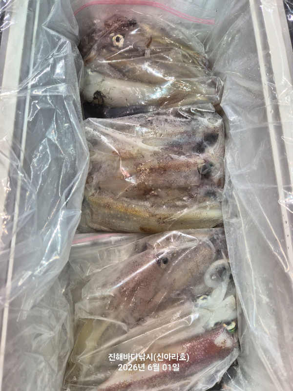바다꾼낚시(신아라호)_사진_20260601_16.jpg