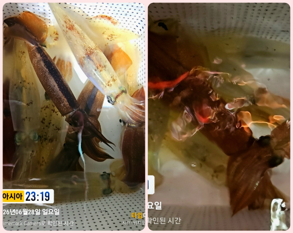 KakaoTalk_20260629_063522543_14-tile.jpg