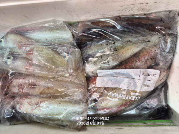 바다꾼낚시(신아라호)_사진_20260601_19.jpg