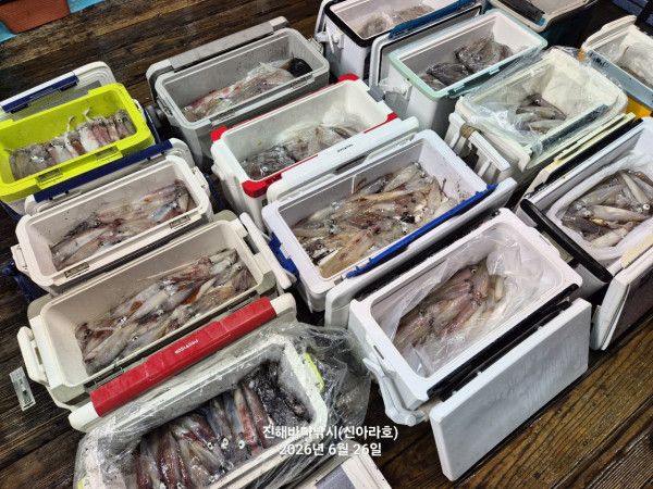 신아라호 한치 칼치 오징어_사진_20260626_13.jpg