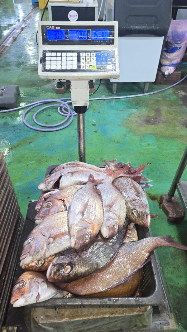 군산 선상낚시, 바다낚시 출조 전문 ☆서군산낚시☆_사진_20260614_5.jpg