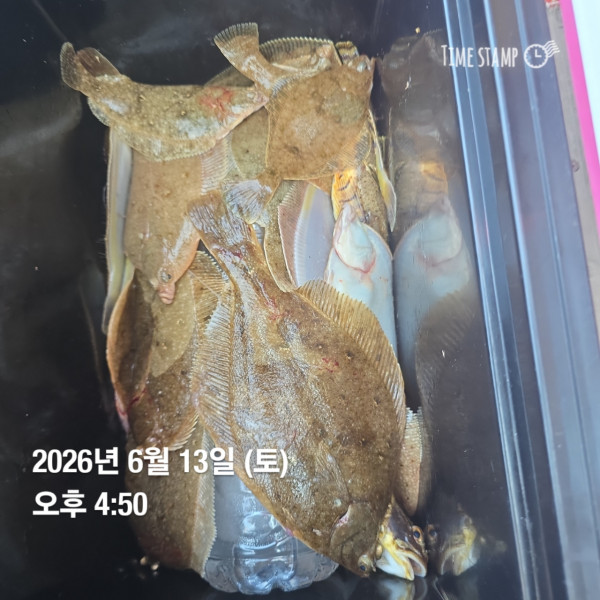 공현진낚시마트(돌핀호)_사진_20260613_11.jpg