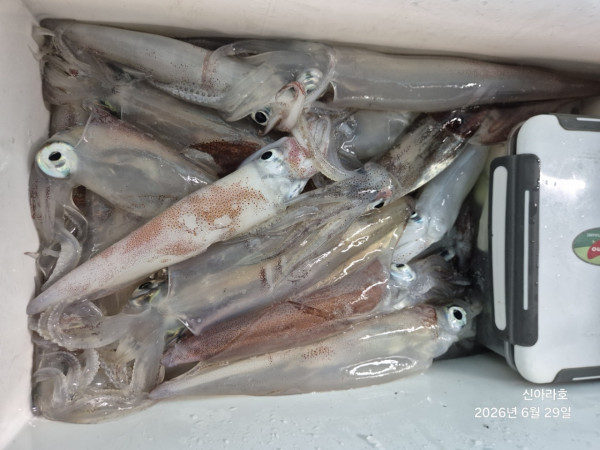신아라호 한치 칼치 오징어_사진_20260629_11.jpg