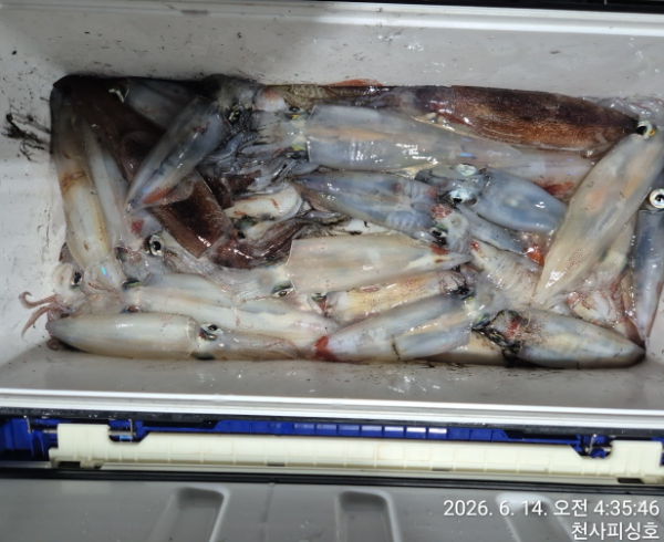 1004피싱_사진_20260614_5.jpg