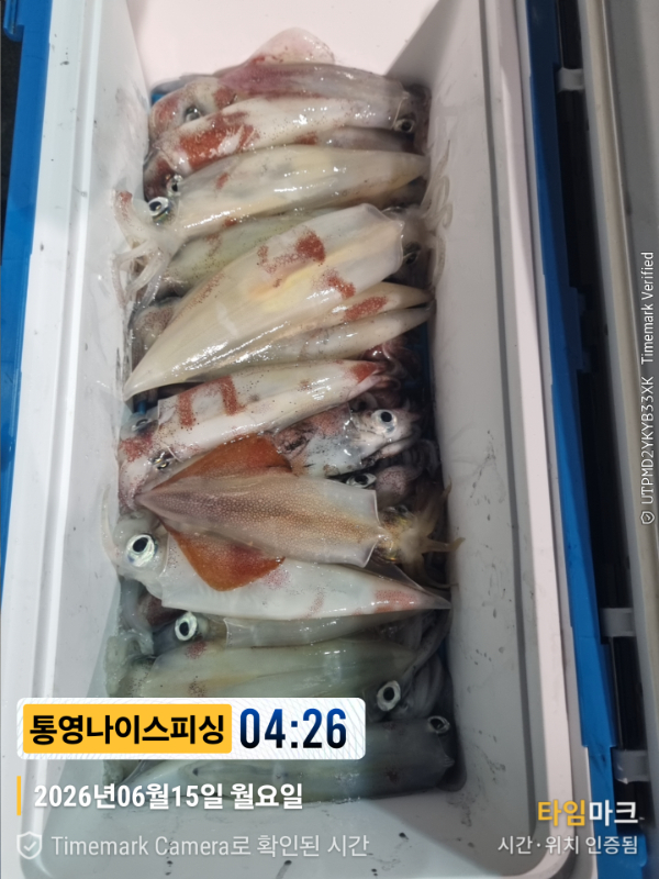2026-06-15 04.26.54__(제목-통영나이스피싱).jpg