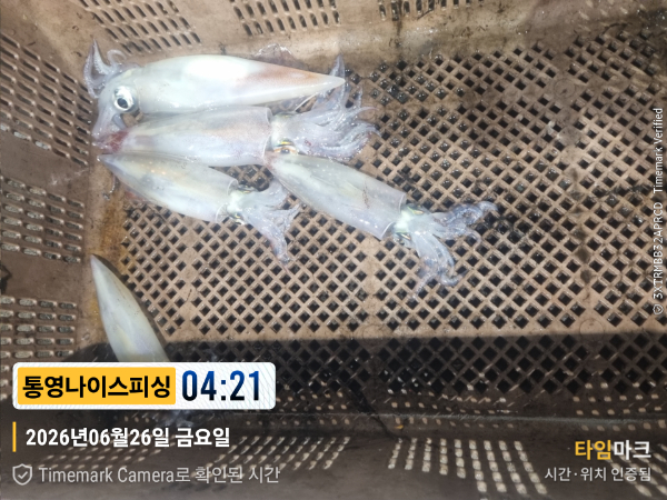 2026-06-26 04.21.11__(제목-통영나이스피싱).jpg