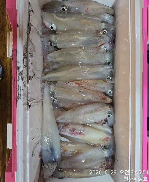 1004피싱_사진_20260629_8.jpg
